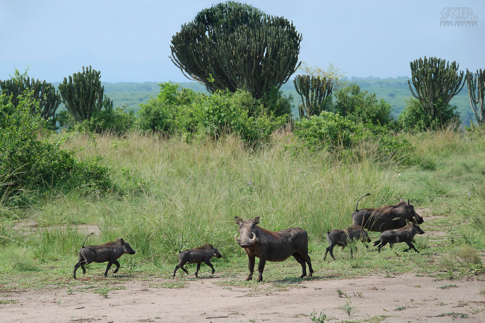 Queen Elizabeth - Warthogs A  family of warthogs in the Queen Elizabeth NP. Stefan Cruysberghs